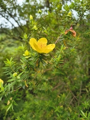 Hypericum revolutum, photograph (c) jeanjacquesgodon, some rights reserved (CC BY)