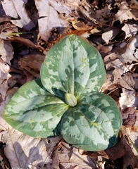 Trillium decumbens