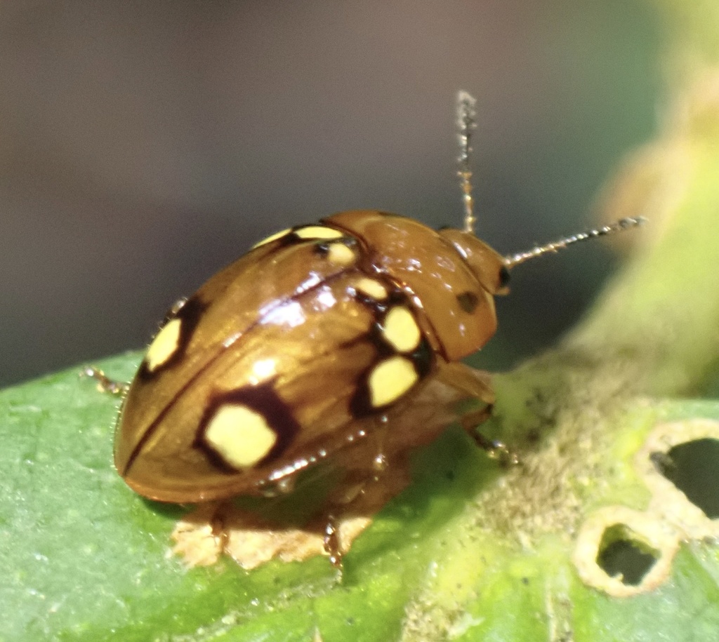 Iphiclus oculatus