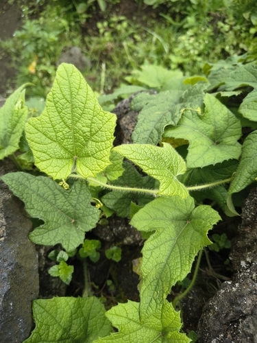Peponium vogelii
