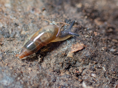 Hohenwartiana disparata