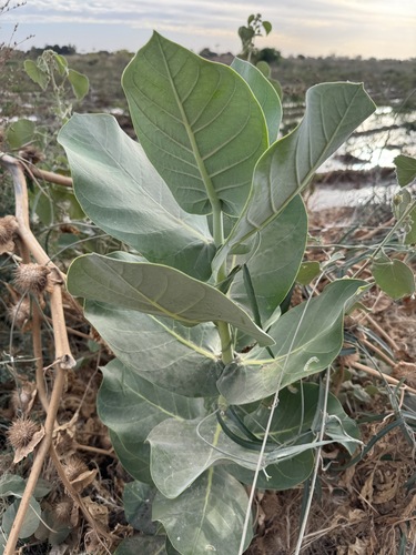 giant milkweed