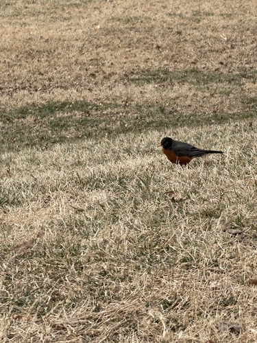 American Robin