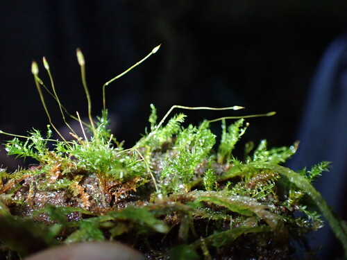 Geniculate Four-tooth Moss (Tetraphis geniculata)