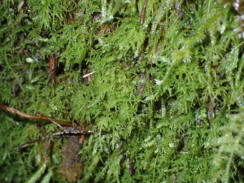 Macoun's Heterocladium Moss (Heterocladium macounii)