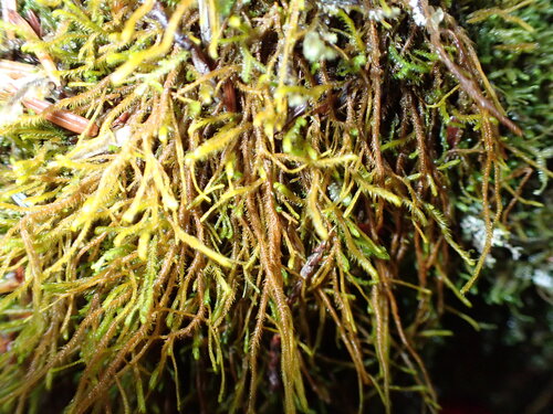 Bent Scissor-leaved Liverwort (Herbertus aduncus)