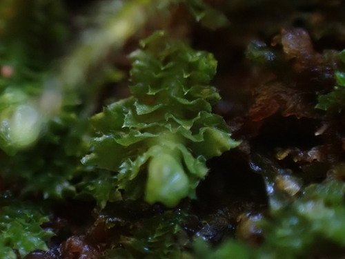 Jagged Notchwort (Schistochilopsis incisa)