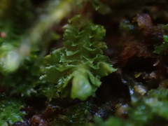 Jagged Notchwort (Schistochilopsis incisa)