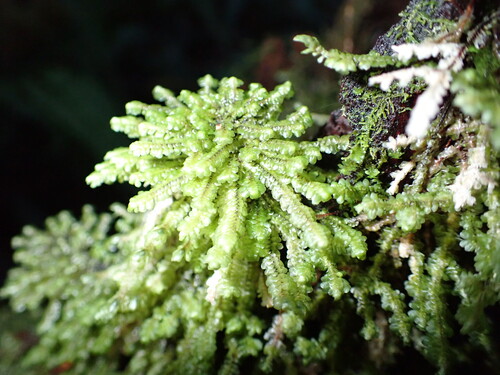 Yellow-ladle Liverwort (Scapania bolanderi)