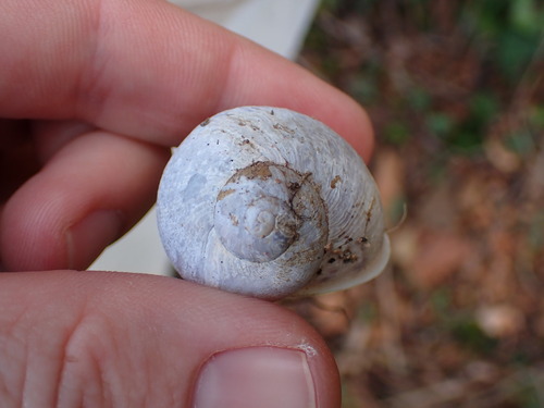 Cornu aspersum