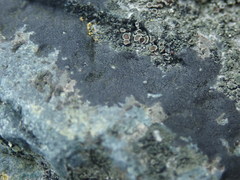 Hydropunctaria maura