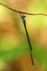 Indolestes vitiensis