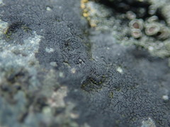 Hydropunctaria maura