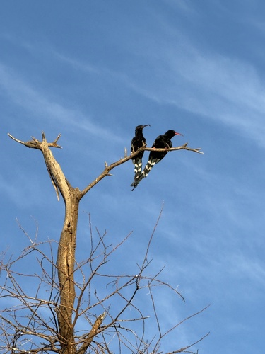 Green Woodhoopoe