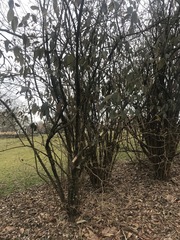 Cornus mas