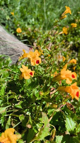 Erythranthe lutea, photograph 1