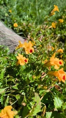 Erythranthe lutea, photograph (c) Juan Pablo Madriaga Núñez, some rights reserved (CC BY-SA)