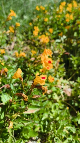Erythranthe lutea, photograph 2
