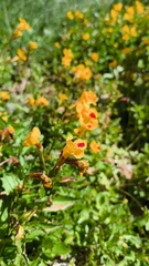 Erythranthe lutea, photograph (c) Juan Pablo Madriaga Núñez, some rights reserved (CC BY-SA)