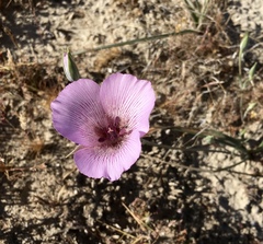 Calochortus striatus