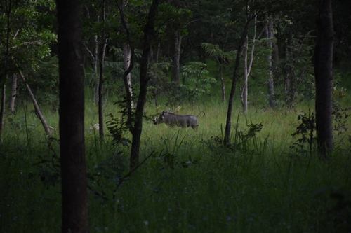 Common Warthog