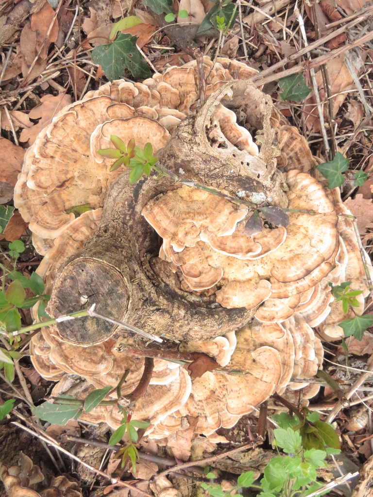 Meripilus giganteus · March 2026 · photo: © gianni_del_bufalo (iNaturalist, cc-by)