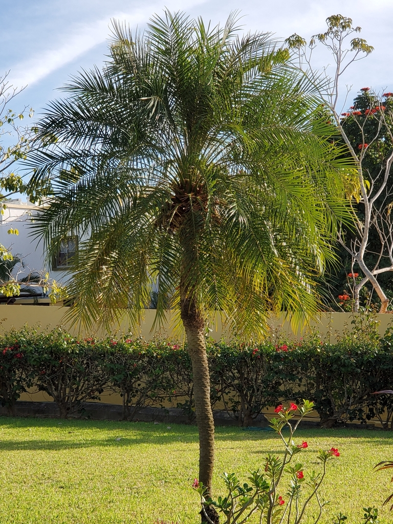 pygmy-date-palm-from-los-amores-bucer-as-nay-mexico-on-february-23