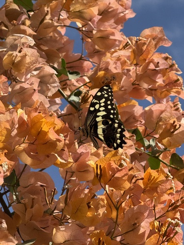 Citrus Swallowtail