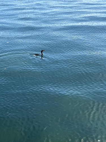 Double-crested Cormorant