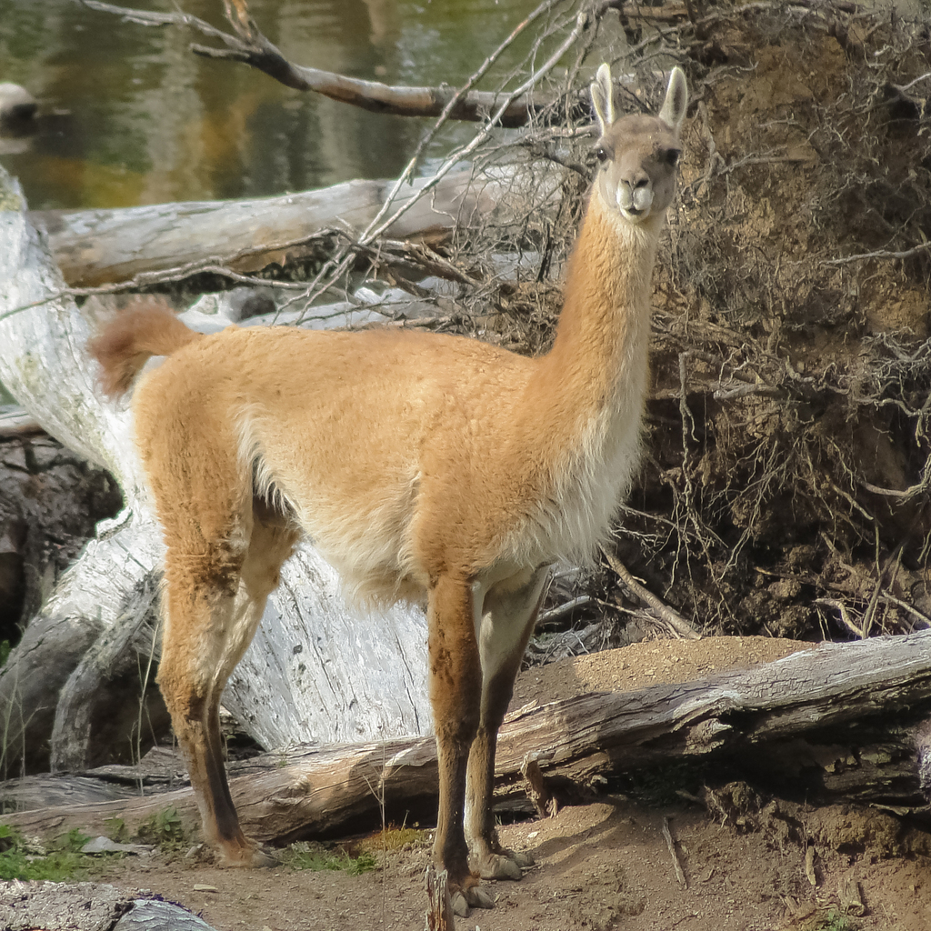 Lama guanicoe guanicoe
