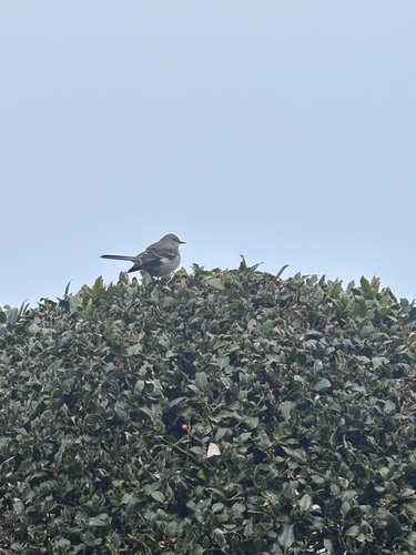 Northern Mockingbird