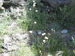 Armeria arenaria