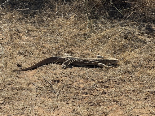 Savannah Monitor