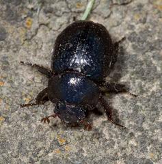 Germarostes globosus