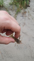 Procambarus kensleyi