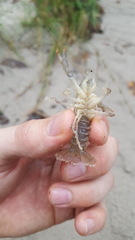 Procambarus kensleyi