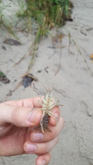 Procambarus kensleyi