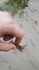 Procambarus kensleyi