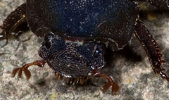 Germarostes globosus