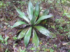 Agave maximiliana