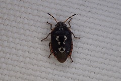 Pseudapines geminata