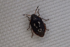 Pseudapines geminata