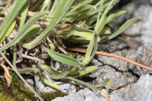 Silene flavescens, photograph 6