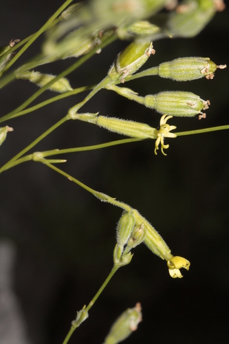Silene flavescens, photograph 4