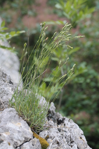 Silene flavescens, photograph 5