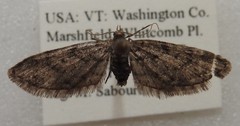 Eupithecia columbiata