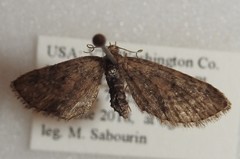 Eupithecia palpata