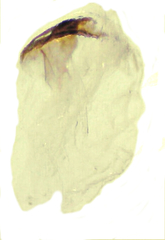 Eupithecia fletcherata