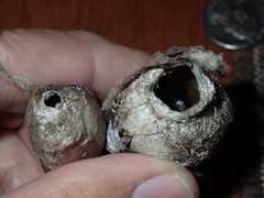 Enicospilus americanus-complex