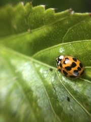 Harmonia axyridis